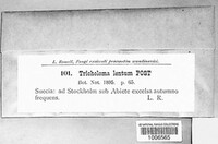 Tricholoma lentum image